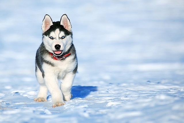 What toys can alleviate separation anxiety in dogs