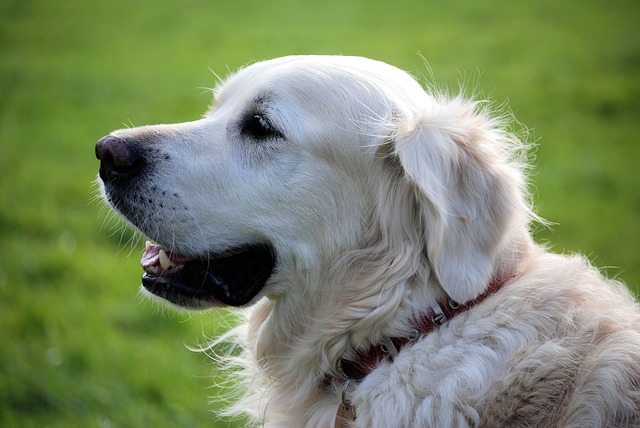 How to teach a disobedient puppy a lesson