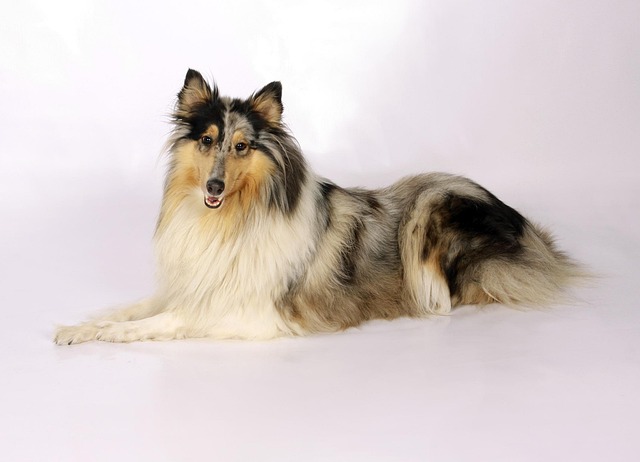 How to clear a dog's throat?