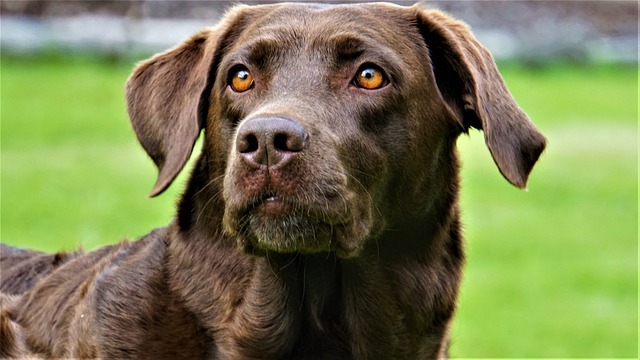 How to train a Labrador dog at home?