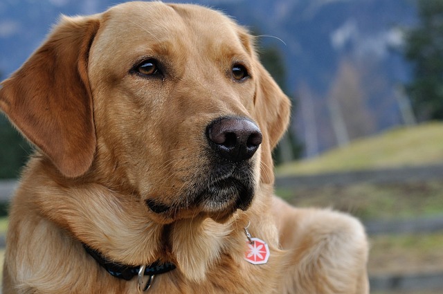How do you prevent Bordetella in dogs?