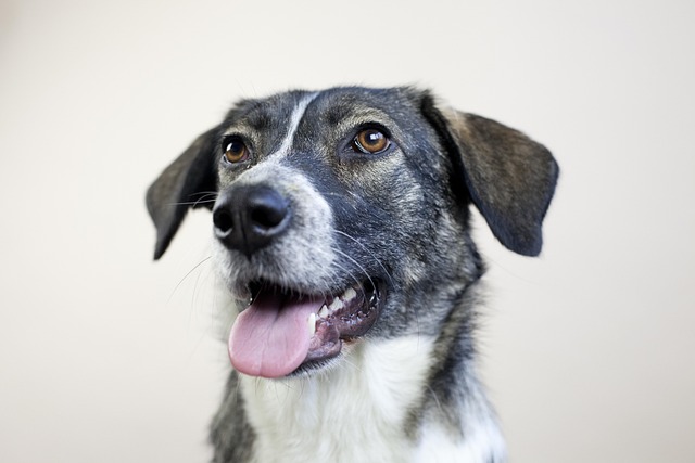 How to train dog not to bark at door?