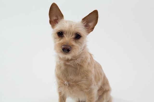How do you treat a dog's stomach virus at home?