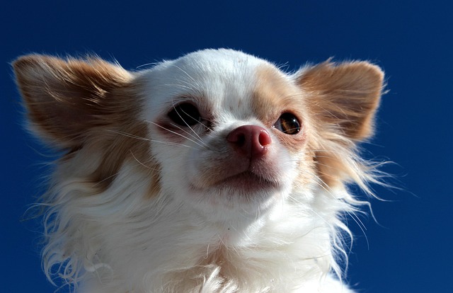 Should I rest my dog if he has diarrhea?