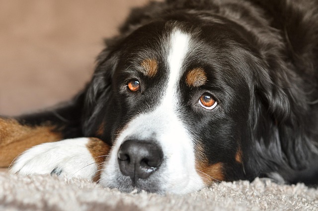 How to cut dog nails without clippers?