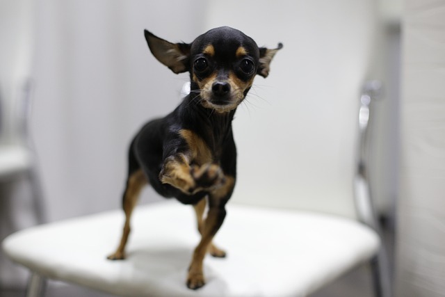 What should I do if my dog refuses to go home at night?
