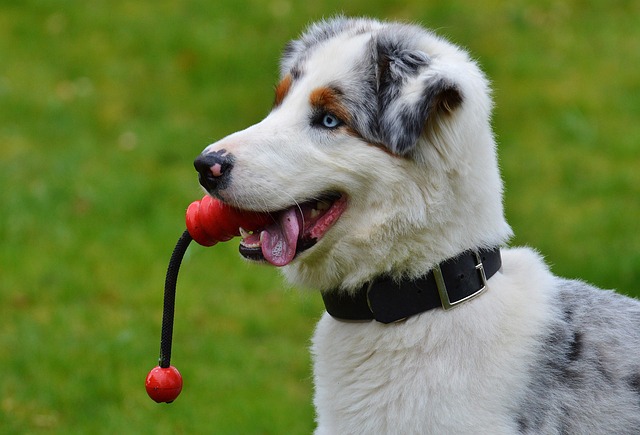 How to treat dog ear skin diseases