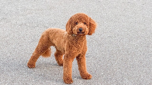 How to train a Teddy dog to catch a Frisbee?