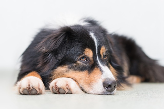 How to tell if a dog is double-coated?