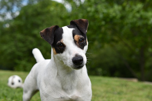 What age to teach a puppy to fetch?