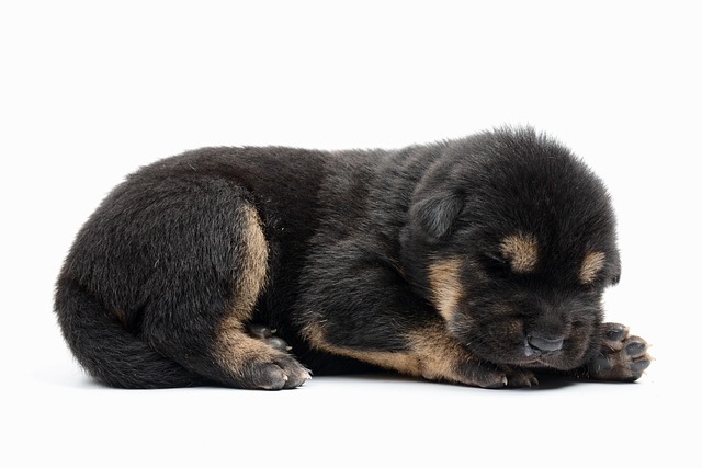 What is the best thing to give a dog after vomiting