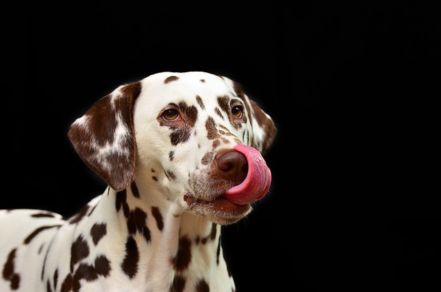 What is the best anti - vomit medicine for dogs