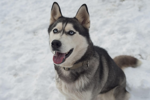 What colors are dogs sensitive to?