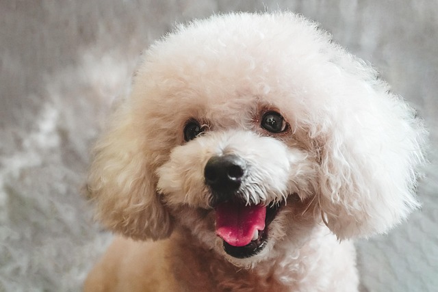 How to train a Teddy dog to stand and walk?