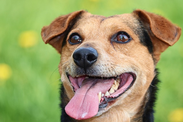 How to train a dog not to bark at strangers