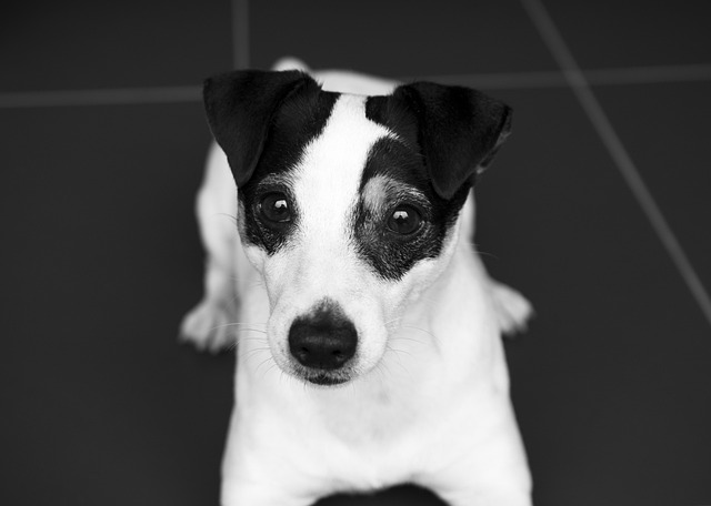 What happens if a dog gets keratitis?