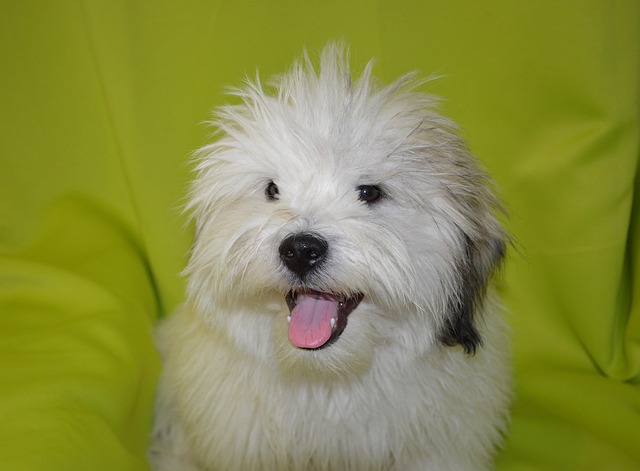 What is the best thing to feed a dog after it vomits