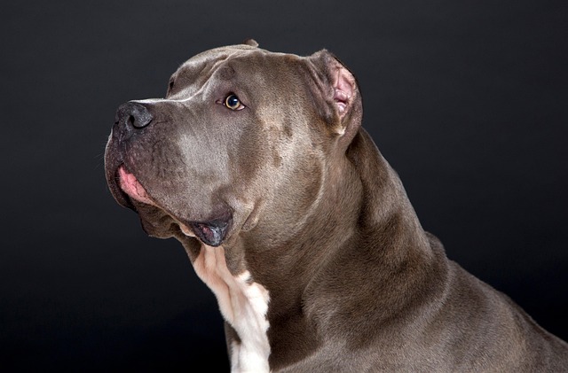How to stop a dog pooping in a certain area in the house?