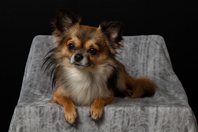 dog diarrhea and vomiting what to feed