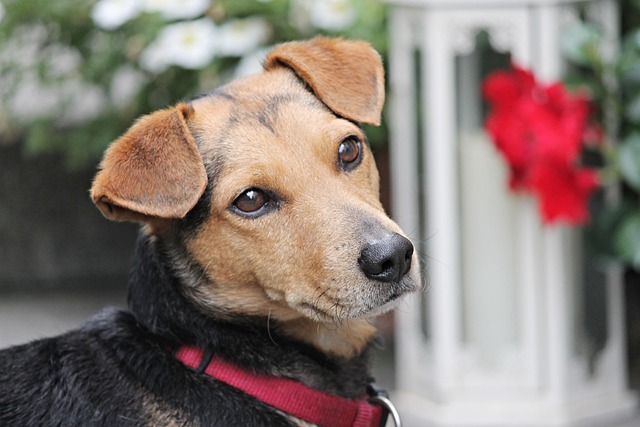 Best dog constipation food