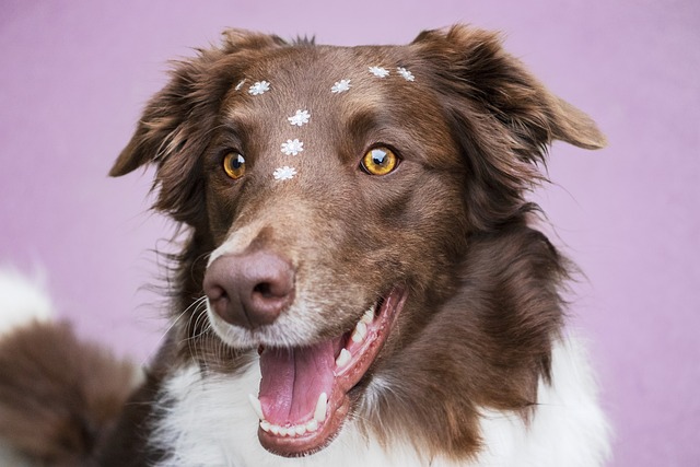 will wet food help my dog poop