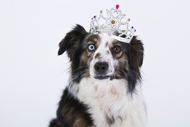 What is the hardest puppy to potty train?