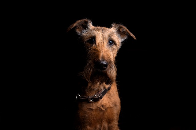 How to tell if a dog is retaining fluid?