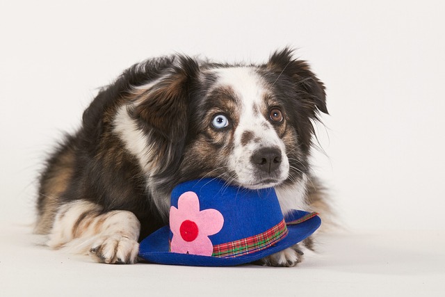 What is a dog's body language when laying down?