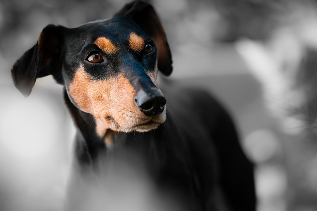 What smells are dogs most sensitive to?