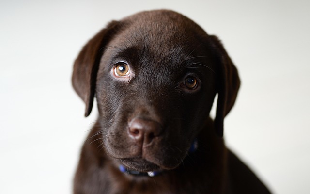 What not to feed dogs with colitis?