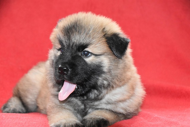 How to teach a dog to socialize