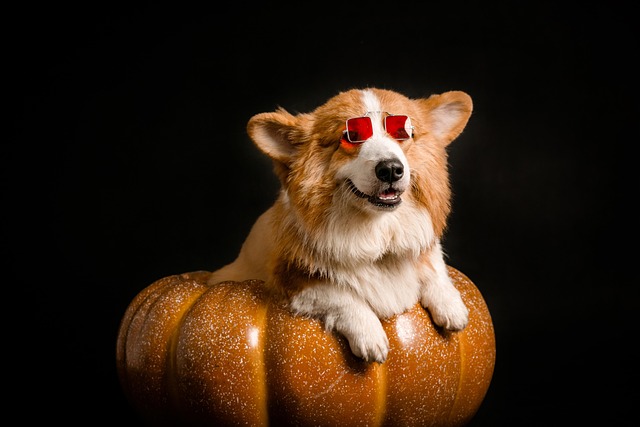 What can I give my dog for Tracheobronchitis?