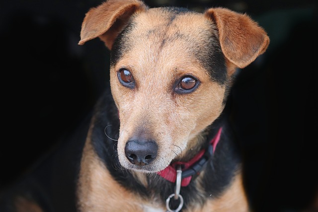 What can I give my dog if he is very constipated