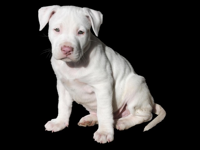 How to stop dog from jumping on counter?
