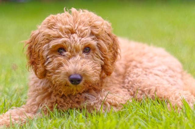 How can I treat my dog's ascites at home?