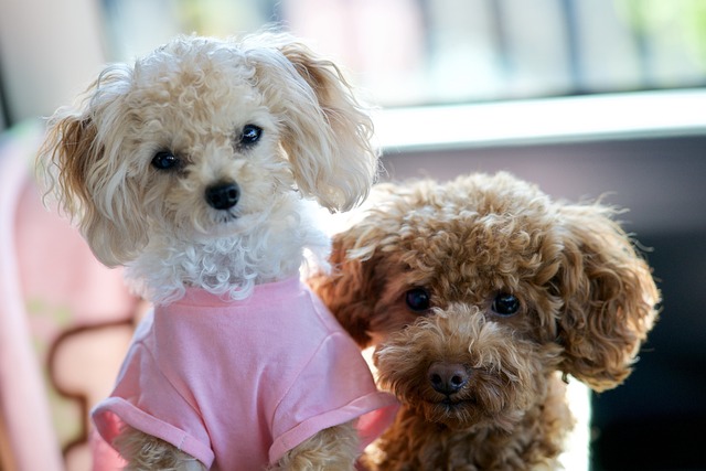 How long do Poodles live?