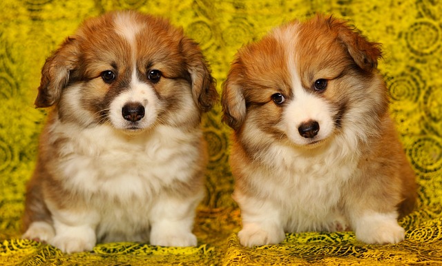 How to stop a puppy from peeing and pooping in the house?