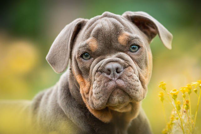 What is the first step in grooming a dog?