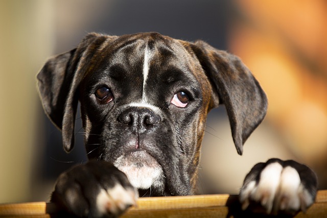How to fast potty train a puppy?