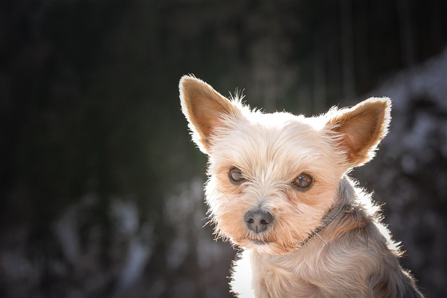 How long does it take for dog intestinal inflammation to subside?