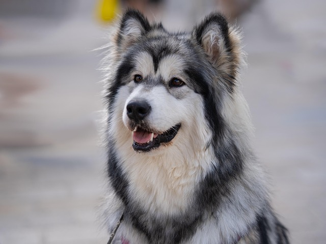 Is bronchitis the same as kennel cough in dogs?