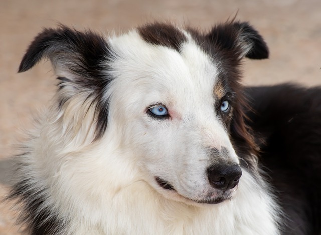 How do dogs act when they are cold?