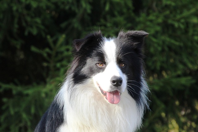 What is the best dog potty training method?