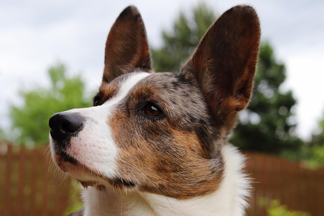How to prevent dogs from climbing onto sofas and other furniture
