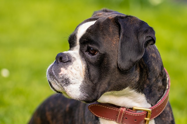 How do you treat small intestinal diarrhea in dogs?