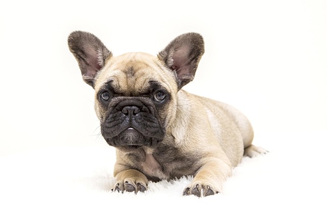 How can I test my dog for worms at home?