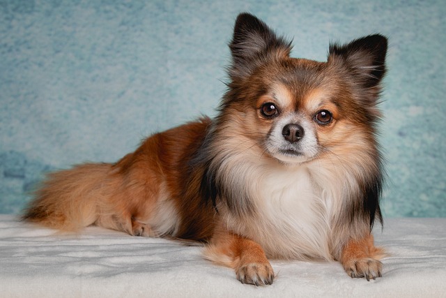 Why is my dog shedding so much after a bath?