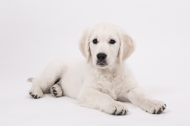 How to stop dog barking training?