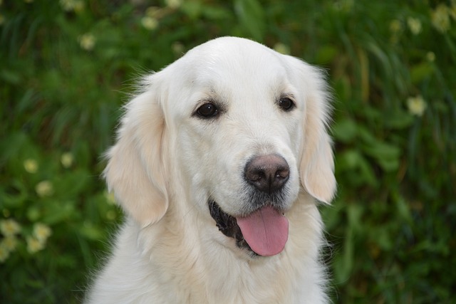 What do probiotics do for dogs?
