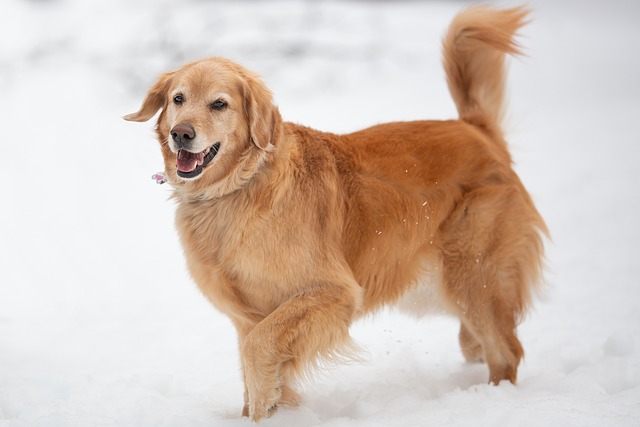 What colors are hard for dogs?